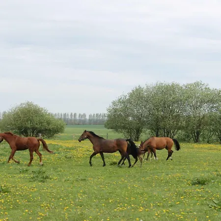 Saniertes Ferienhaus Mit Optionalem Bootssteg